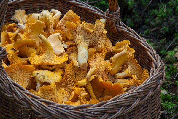 Tarta z kurkami i serem blue, którą oczarujesz gości